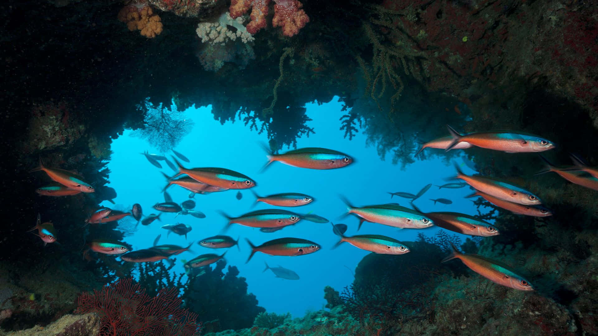 Great Barrier Reef Fish School Background