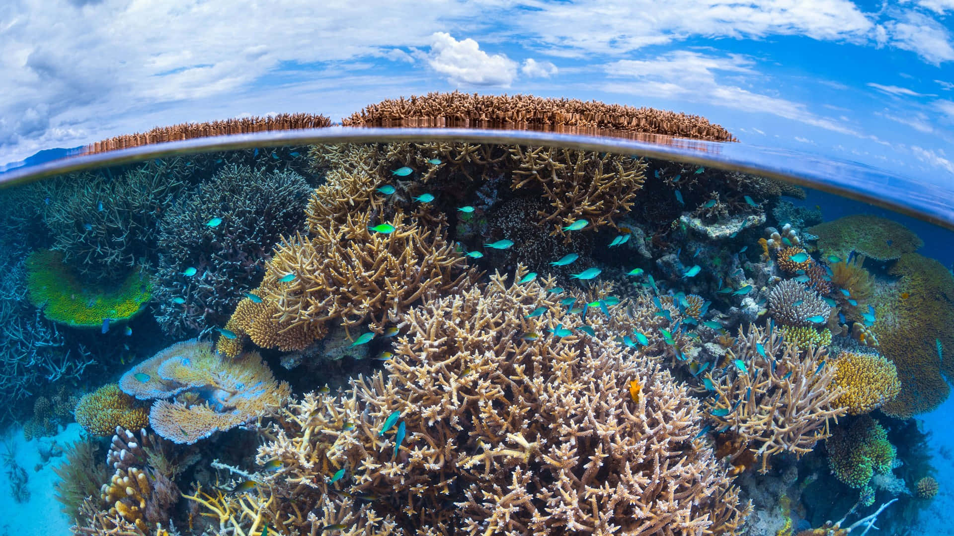 Great Barrier Reef Split View Background