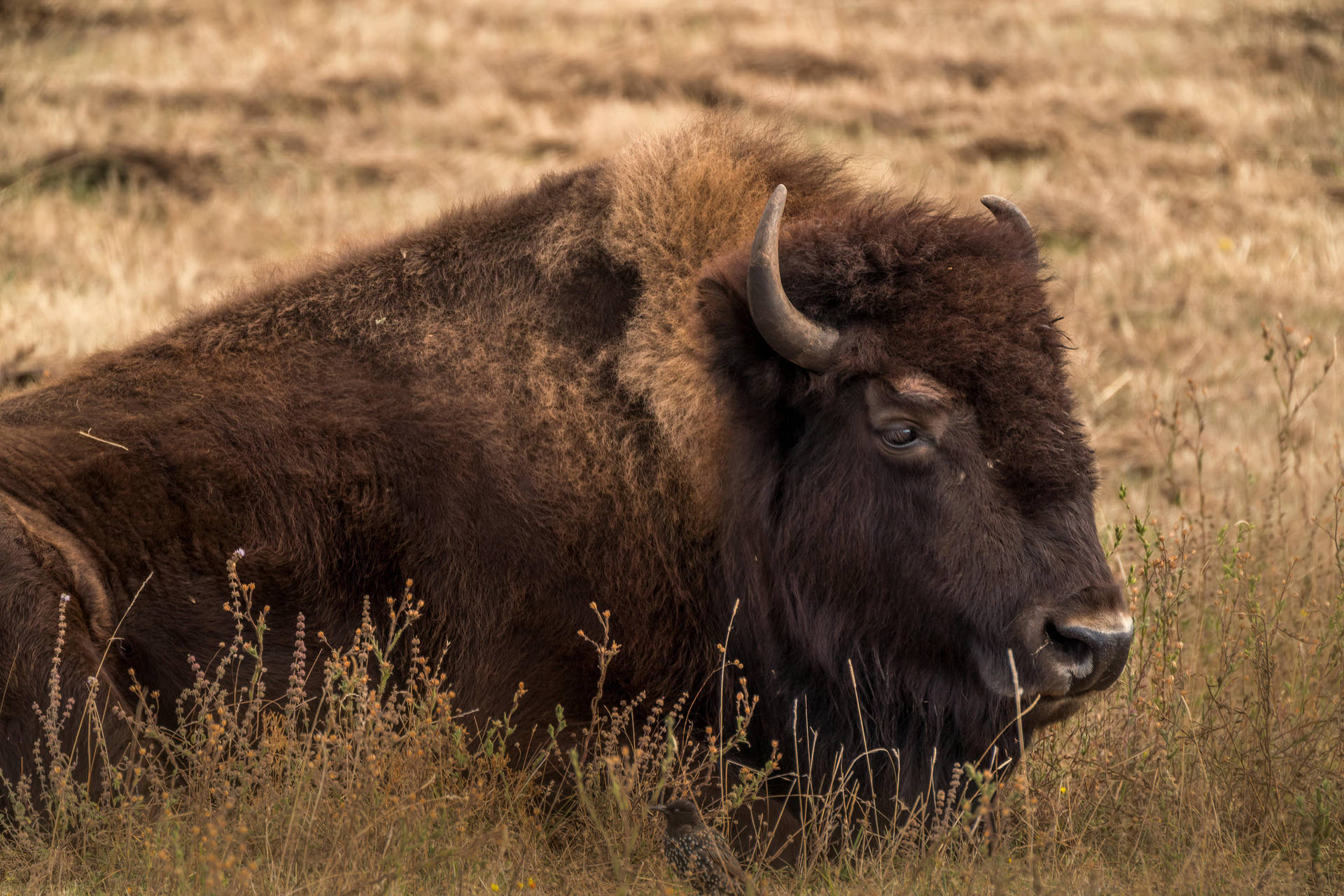 Great Brown Buffalo Background