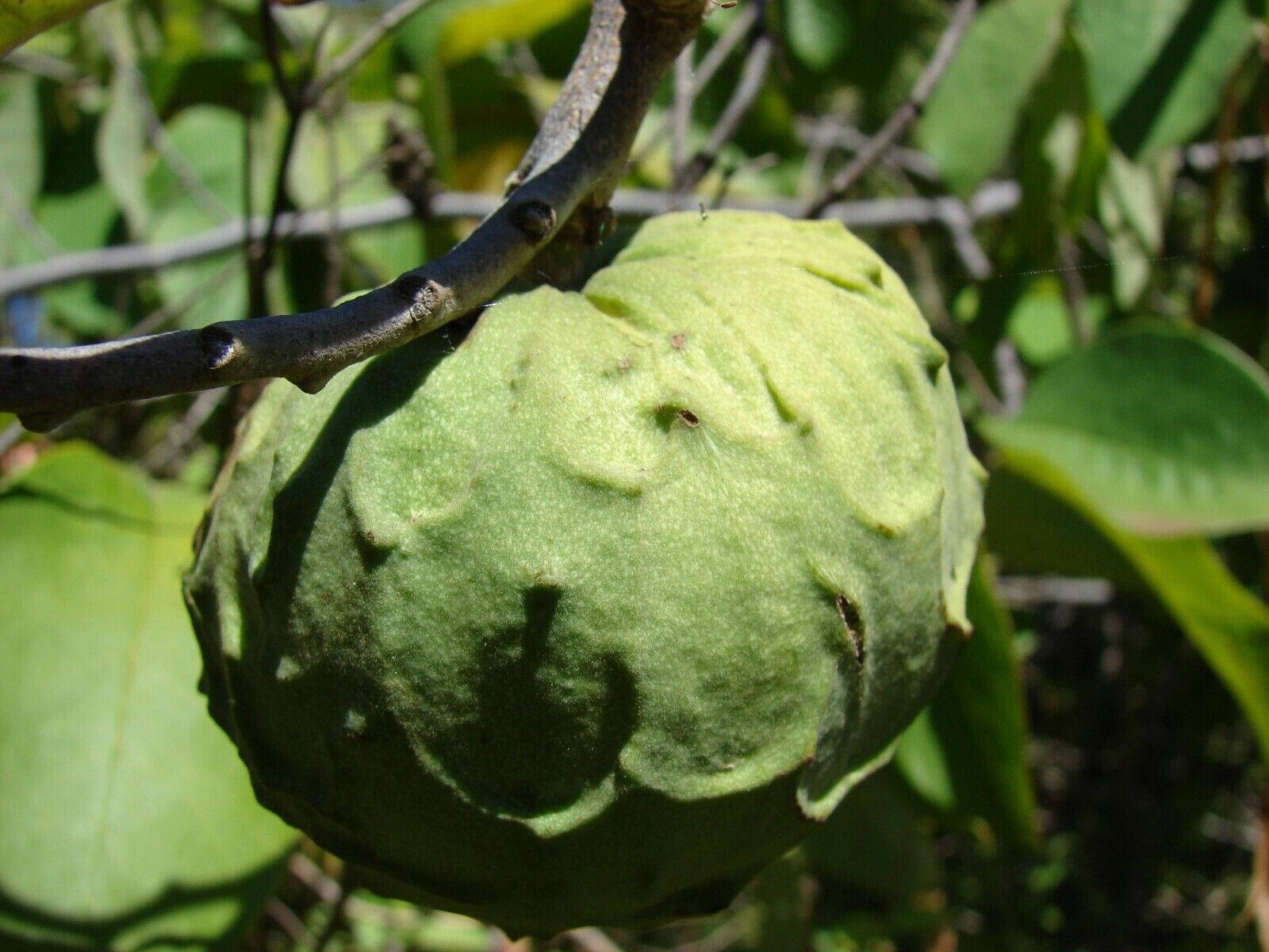 Great Cherimoya Fruit