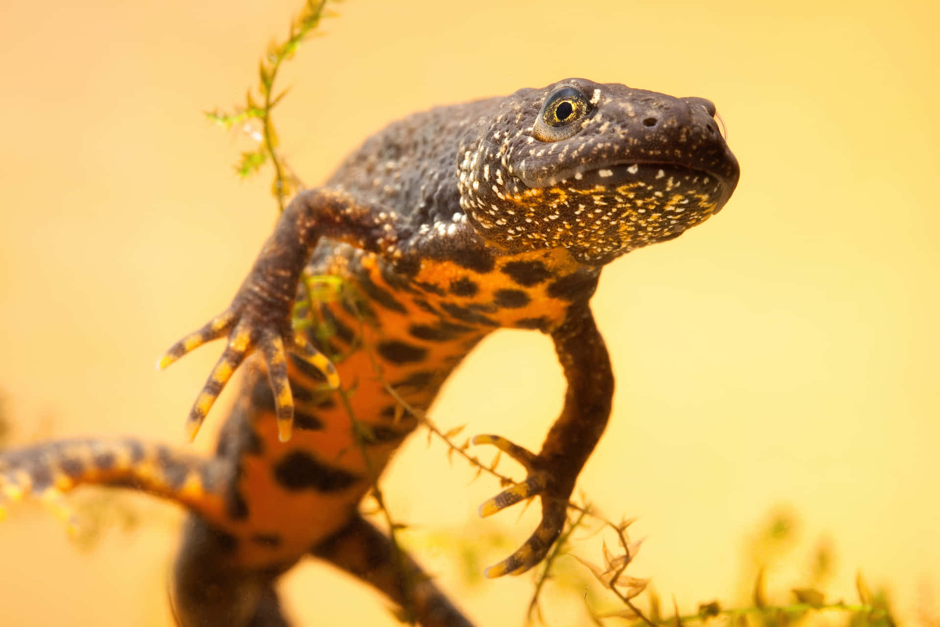 Great Crested Newt Closeup