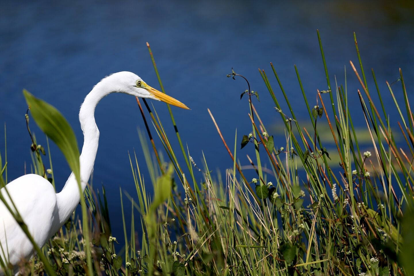 Great Egret And Plants Everglades National Park