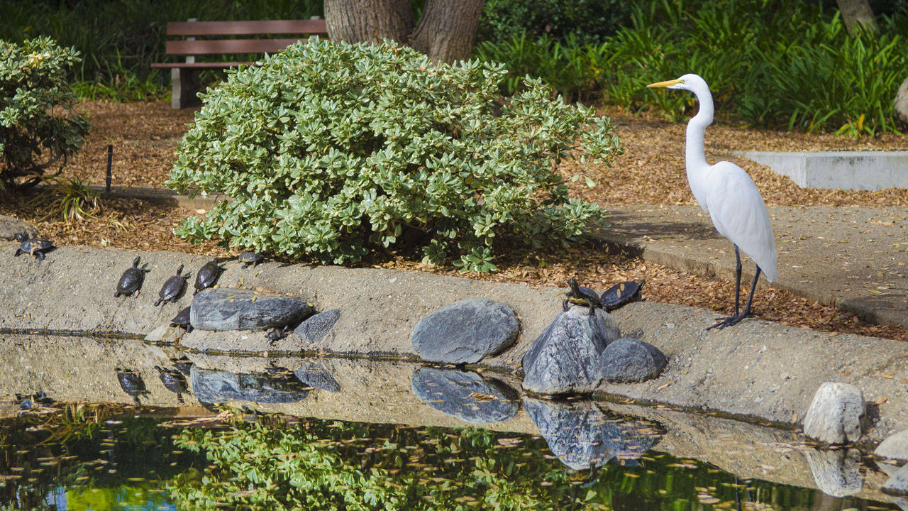 Great Egret And Turtles At Caltech Pond