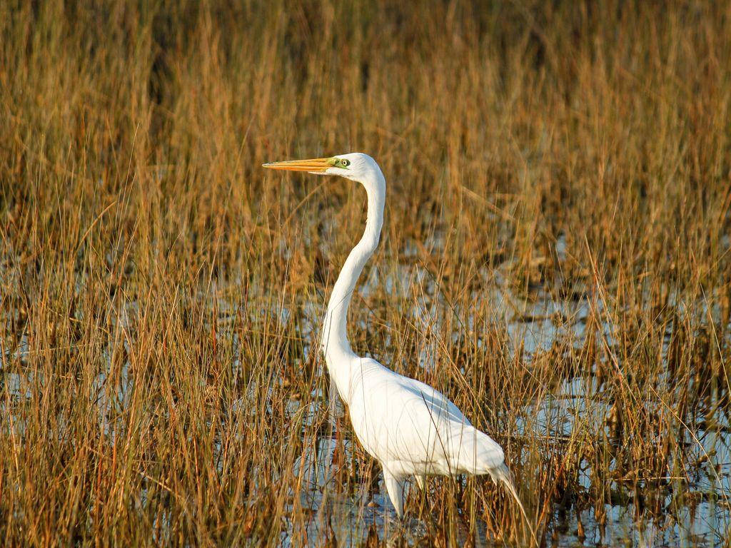 Great Egret At Everglades National Park Background