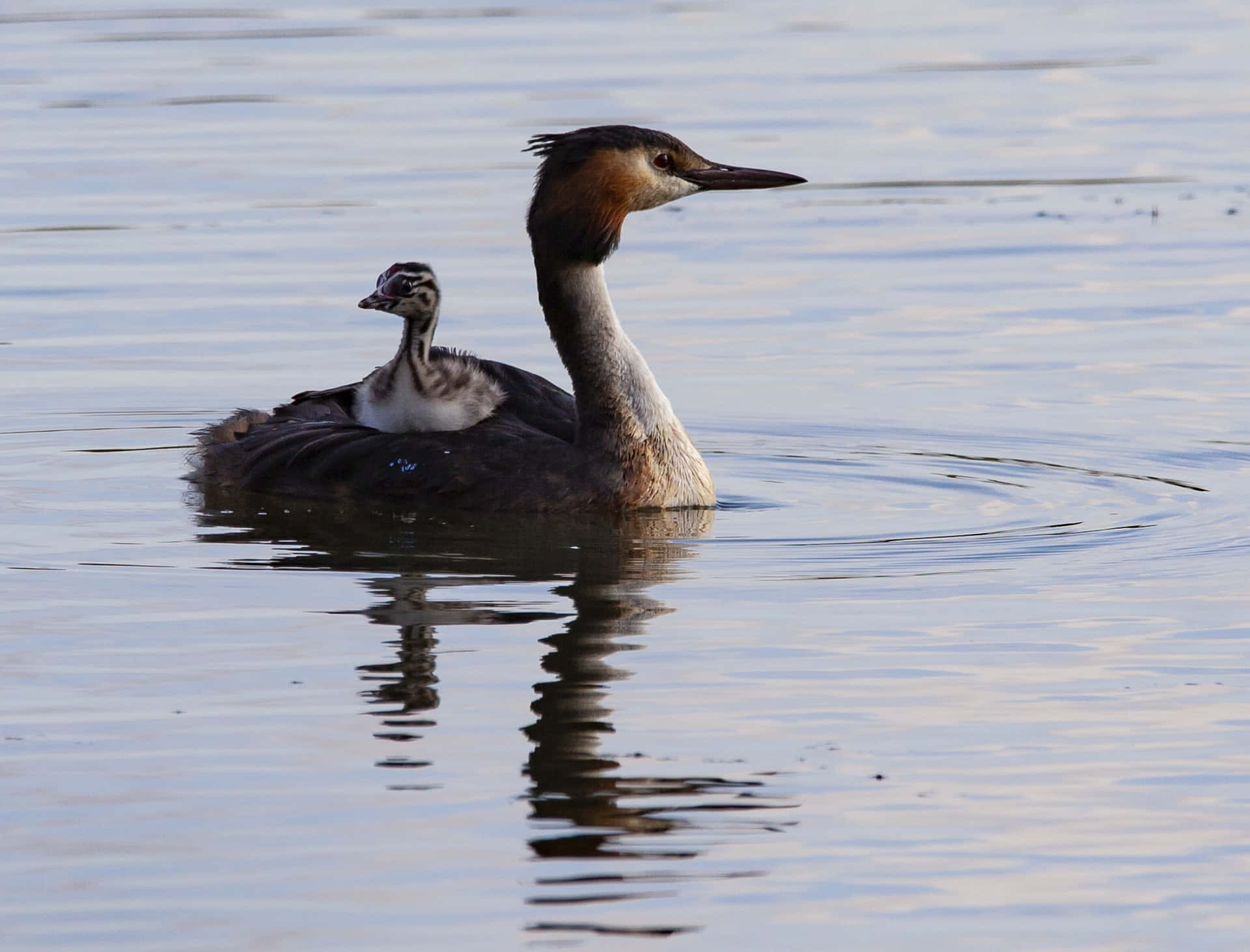 Great Grebe Mother Bird