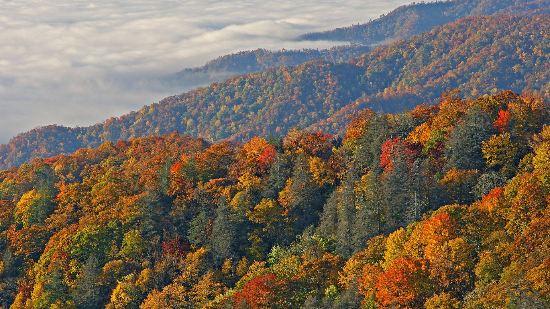 Great Smokey Mountain Slope