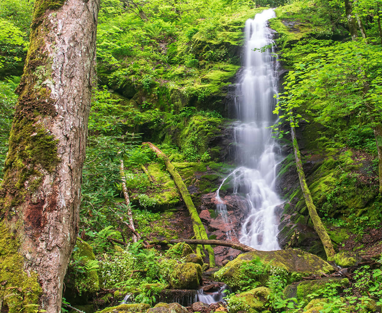 Great Smoky Mountains National Park Moss Background