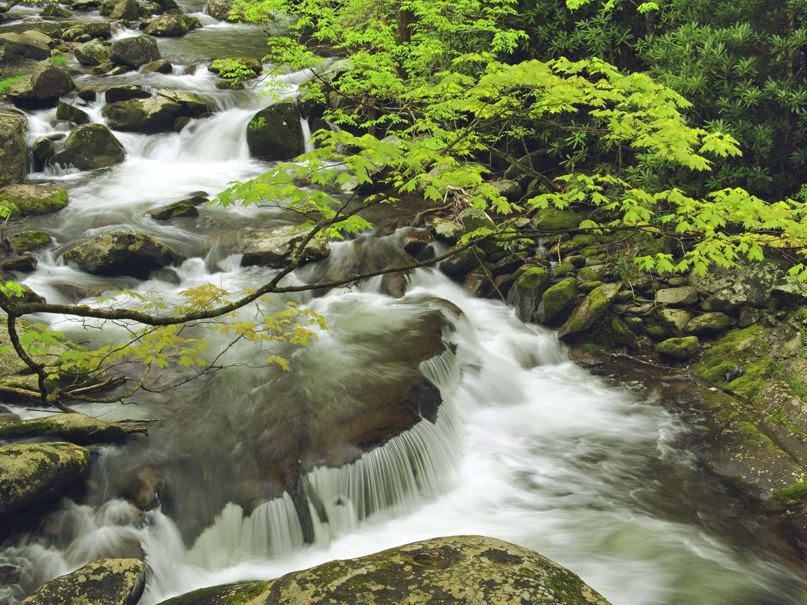 Great Smoky Mountains National Park River Background