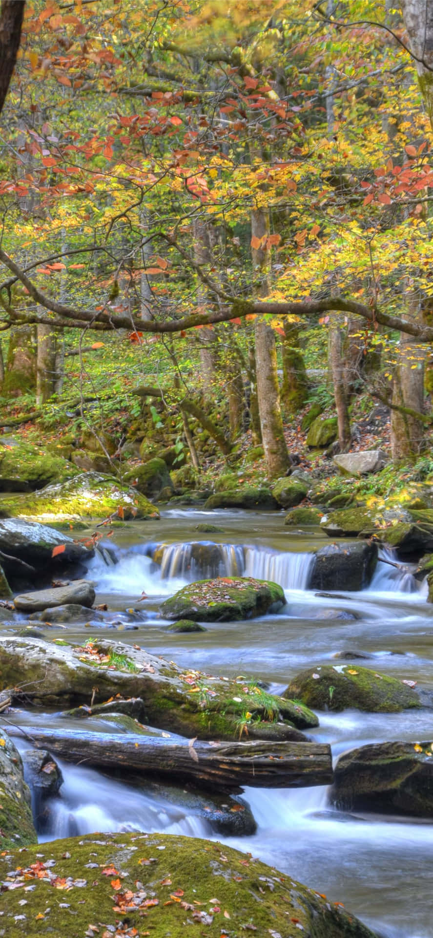 Great Smoky Mountains National Park River Rocky Background