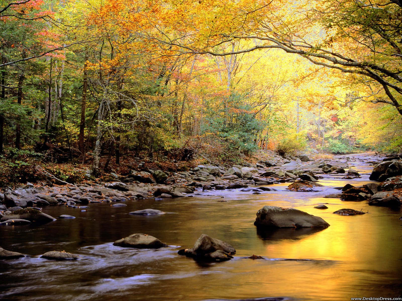 Great Smoky Mountains National Park Yellow Background
