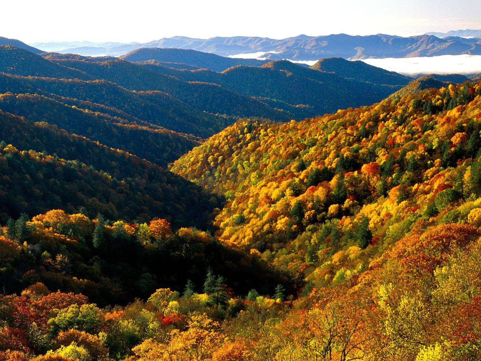 Great Smoky Mountains Standing Proud Background