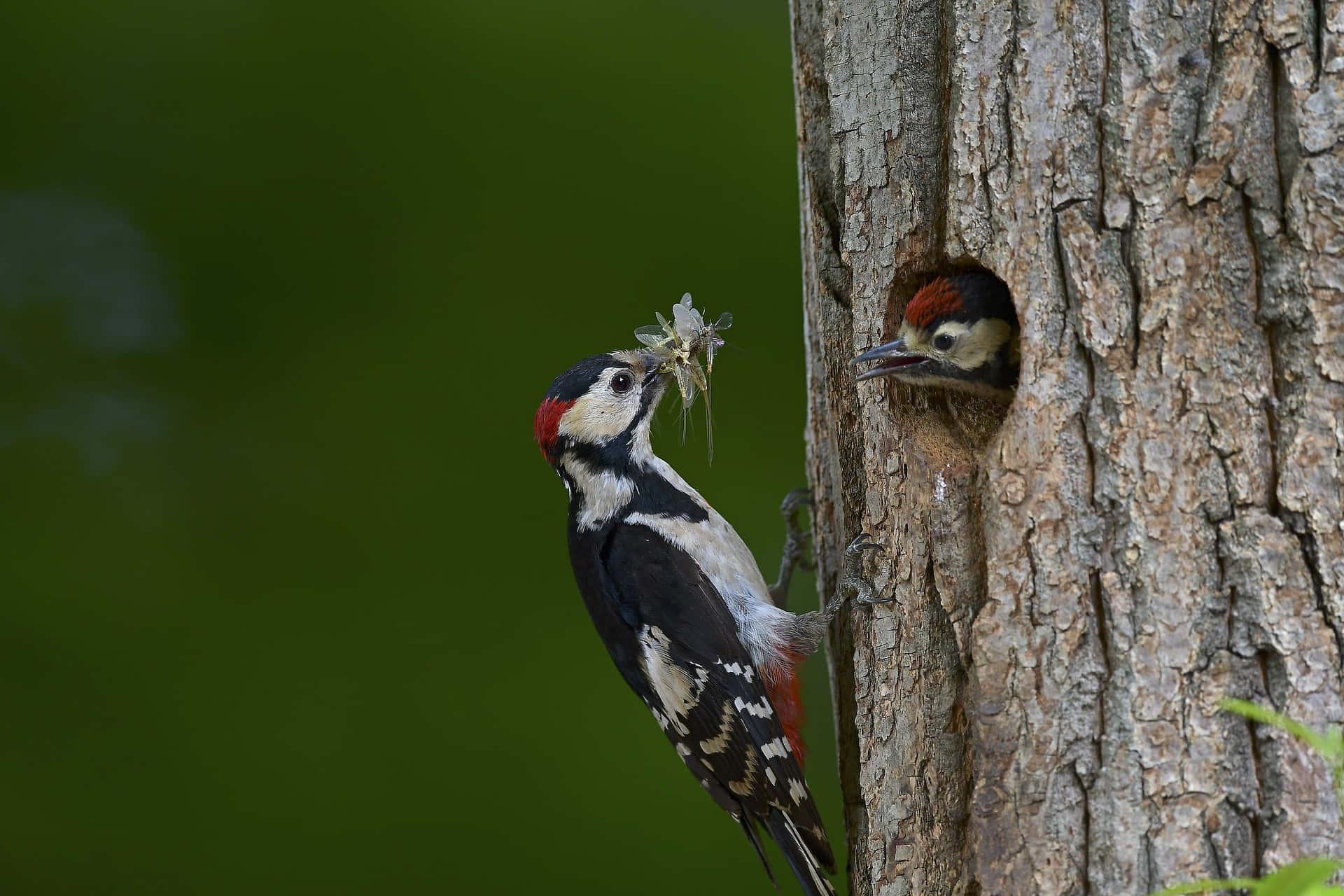 Great Spotted Woodpecker Mother Bird Background