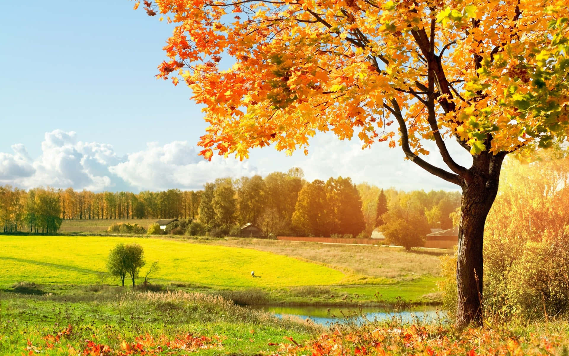 Great Sunny Day Landscape Field With Autumn Tree Background