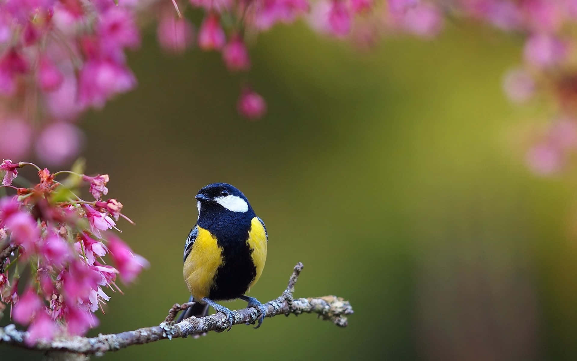 Great Tit Among Pink Blossoms.jpg Background