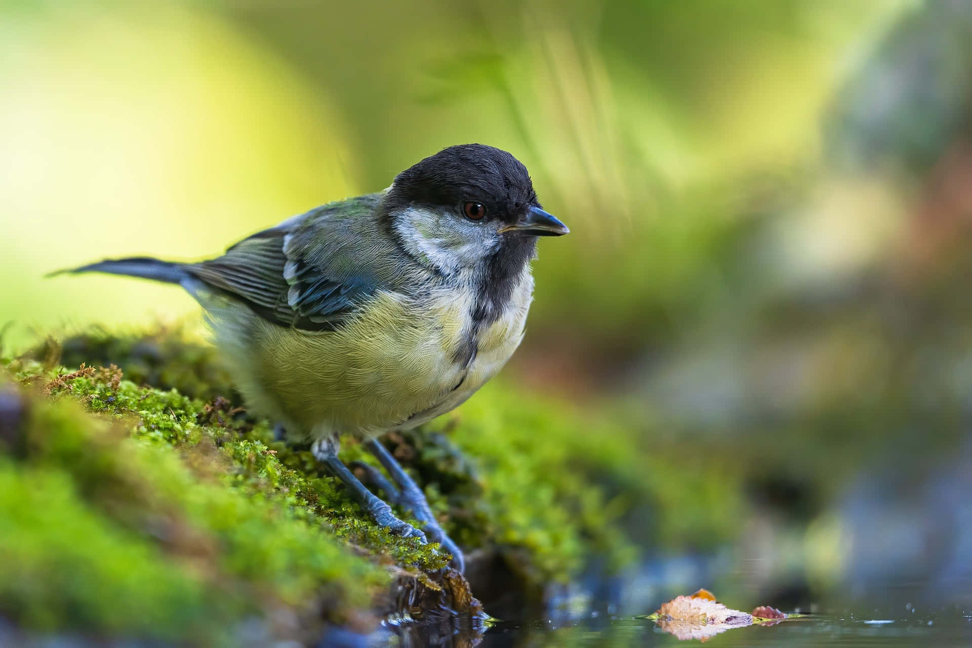 Great Tit Beside Water900x600 Background