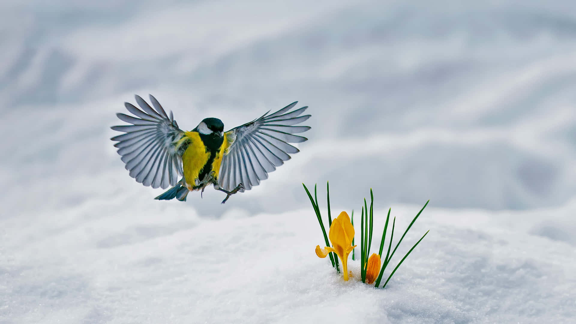 Great Tit In Flight Over Snowy Crocuses Background