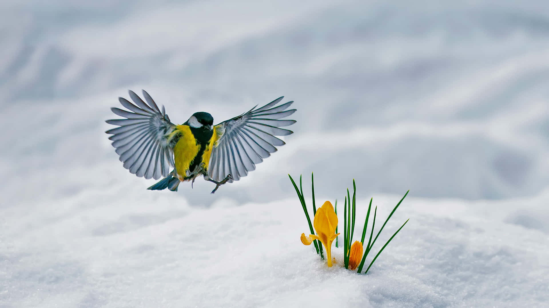 Great Tit In Flight Over Snowy Crocuses