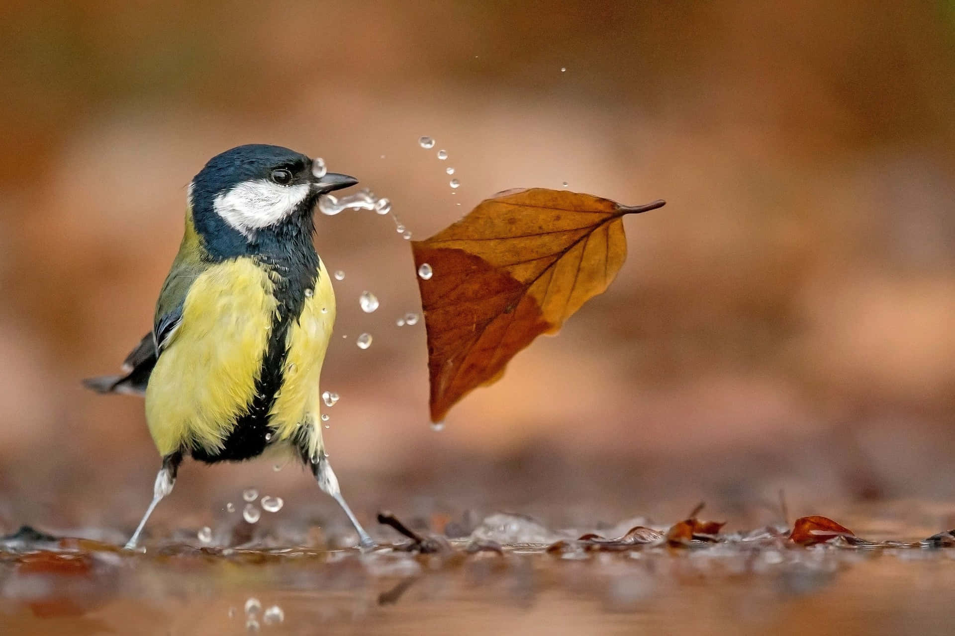 Great Tit Leaf Shower.jpg