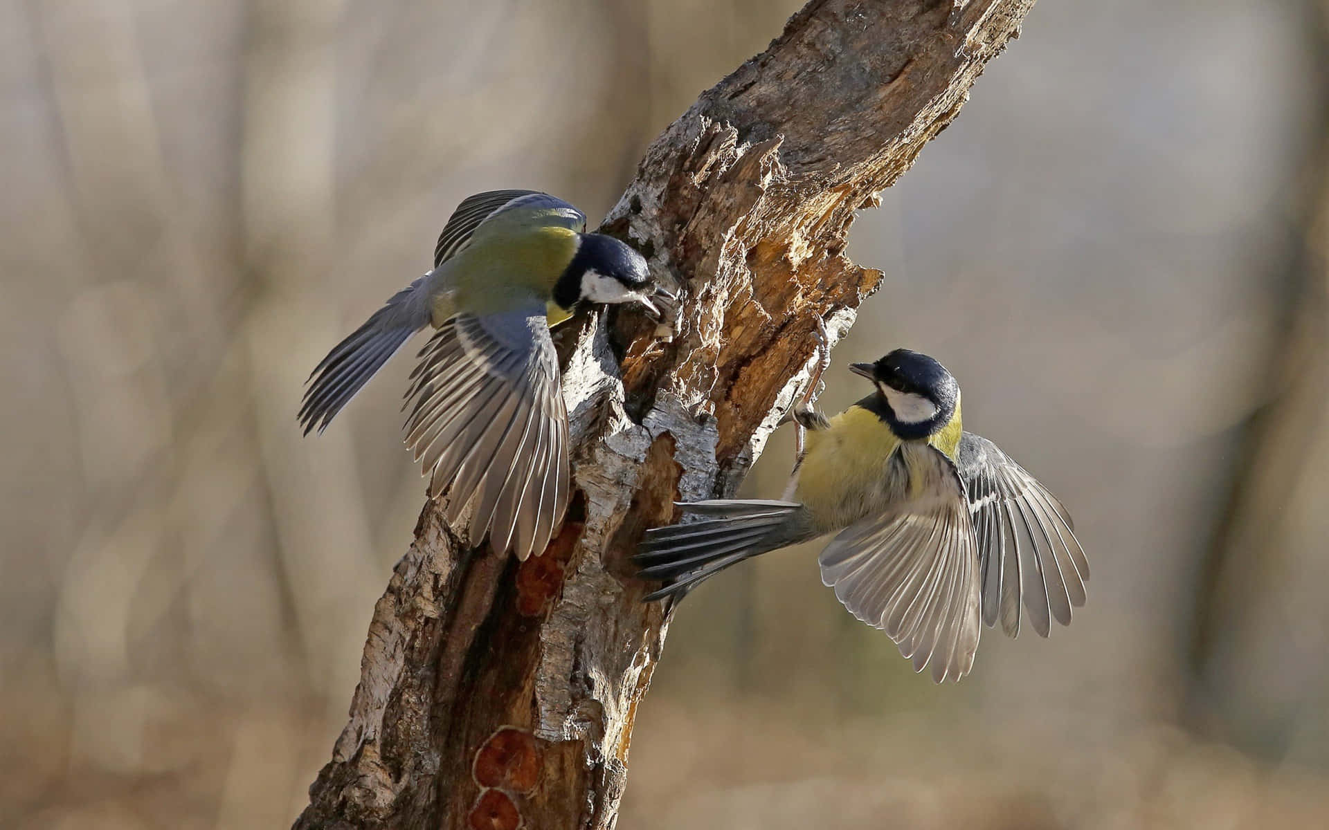 Great Tit Pair In Flight At Tree Trunk