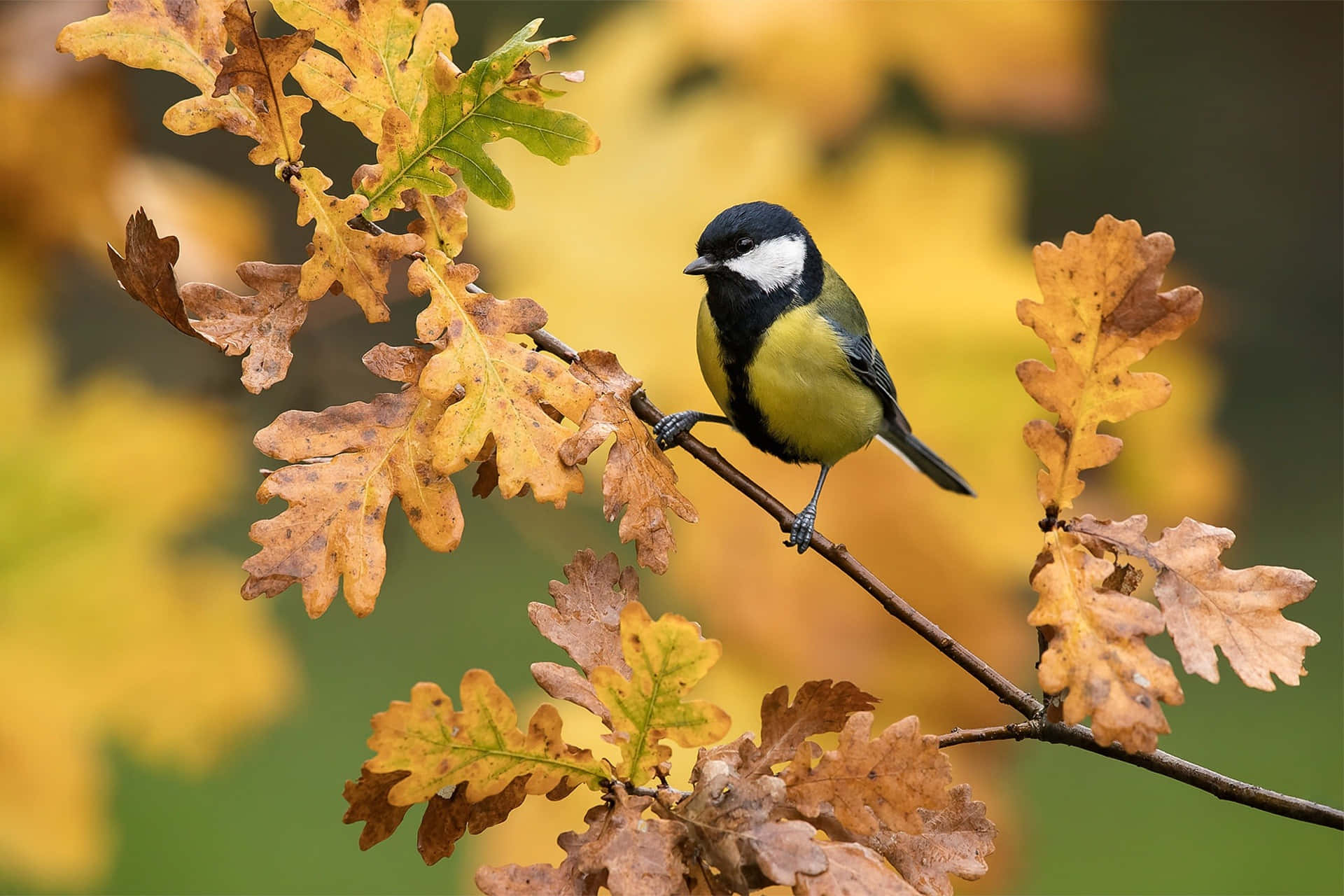 Great Tit Perchedon Autumn Oak Branch.jpg Background