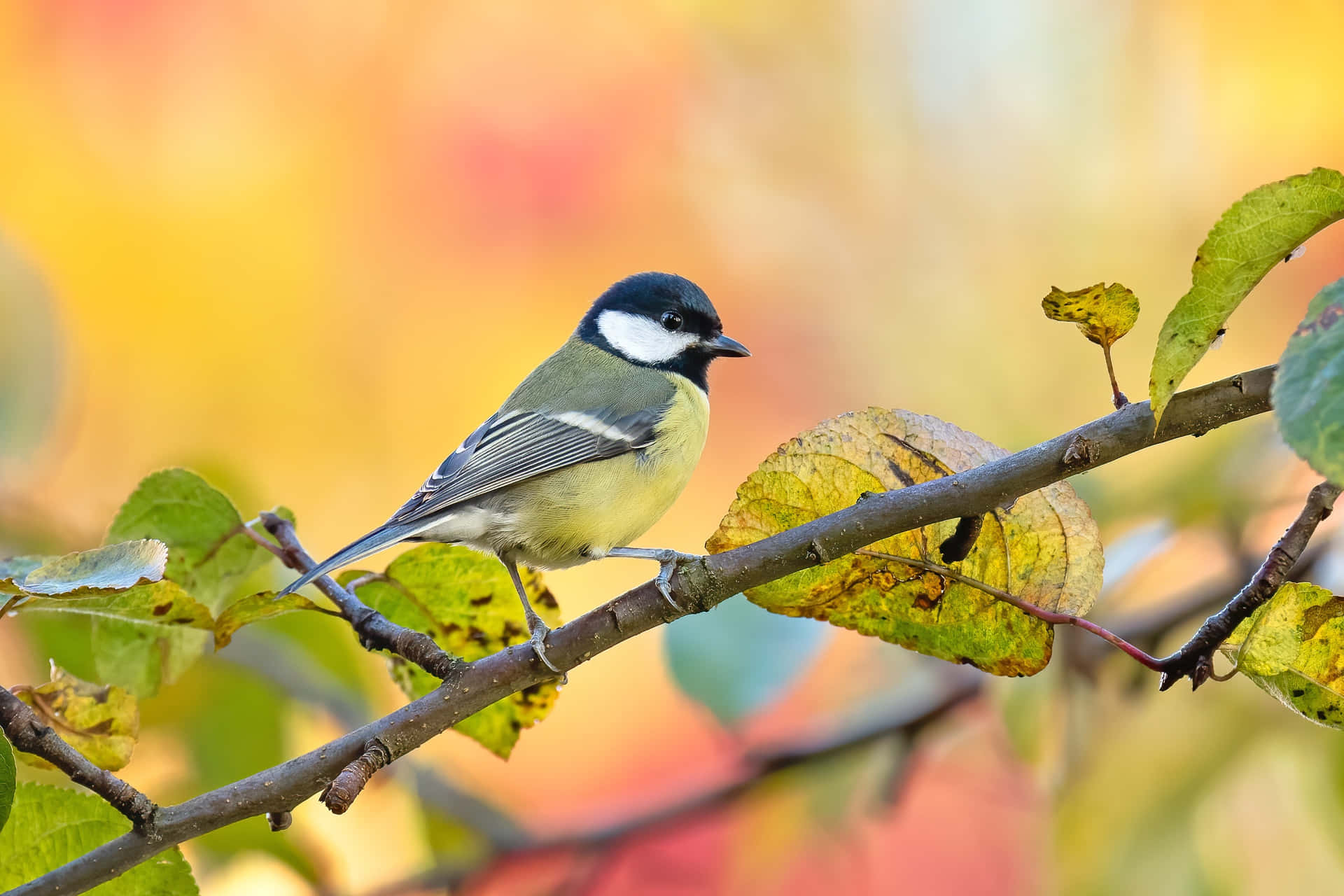 Great Tit Perchedon Branch Autumn Backdrop.jpg