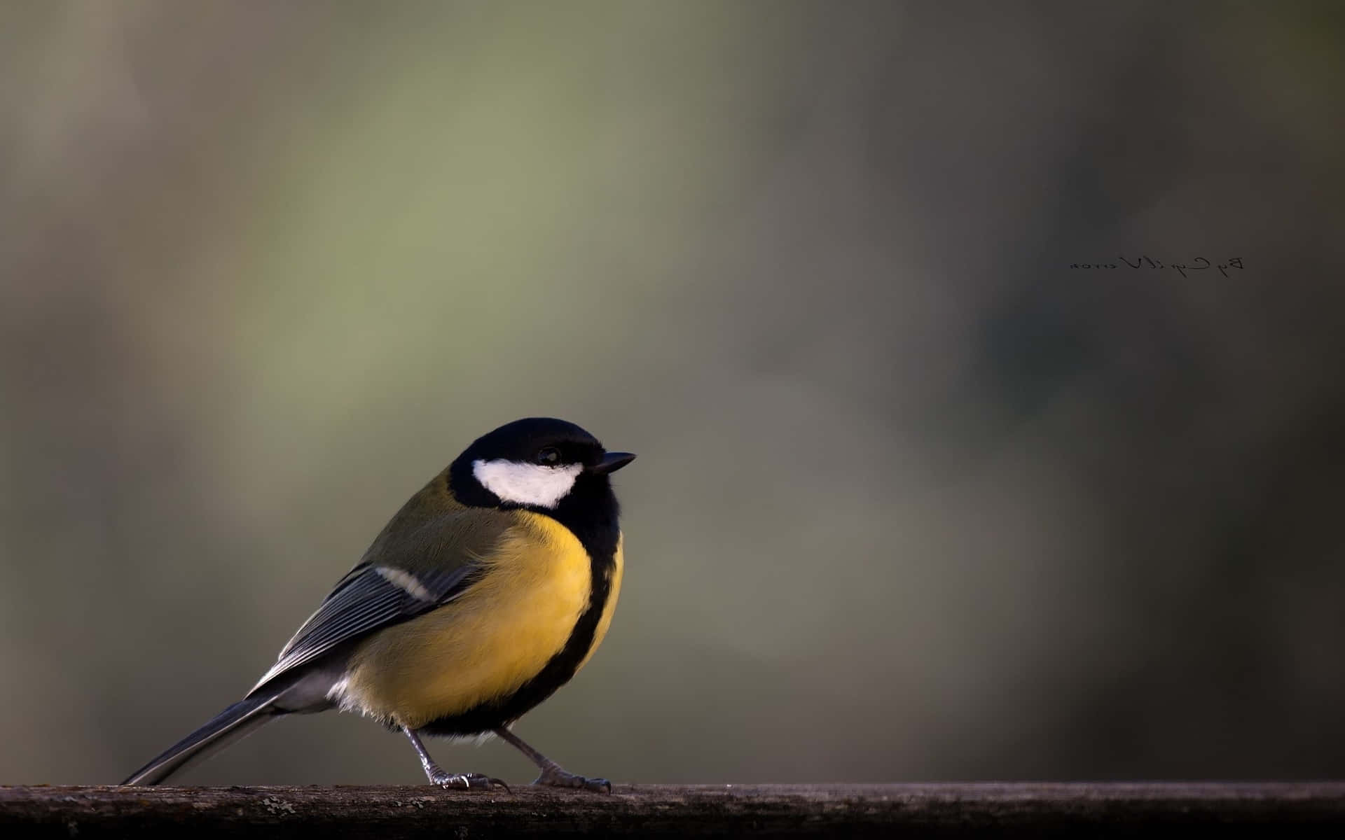 Great Tit Perchedon Branch