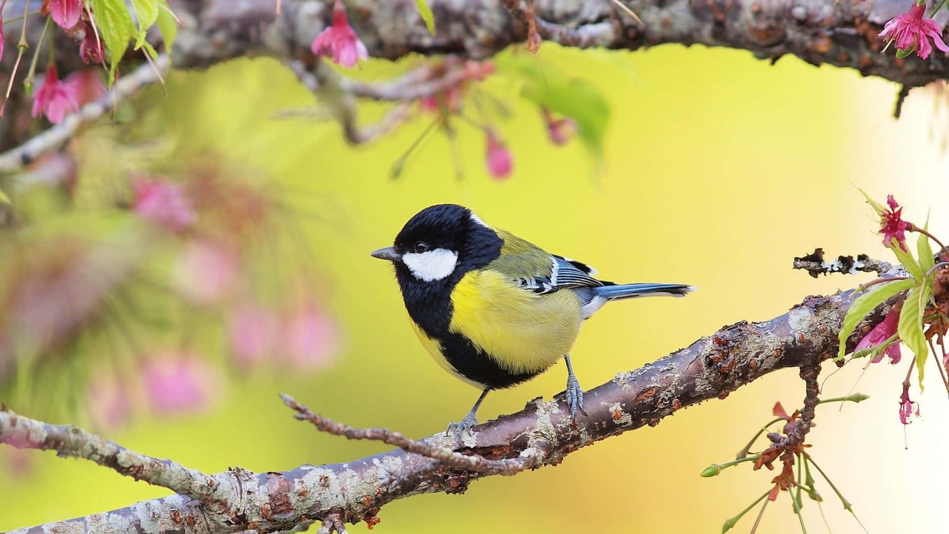 Great Tit Perchedon Flowering Branch Background