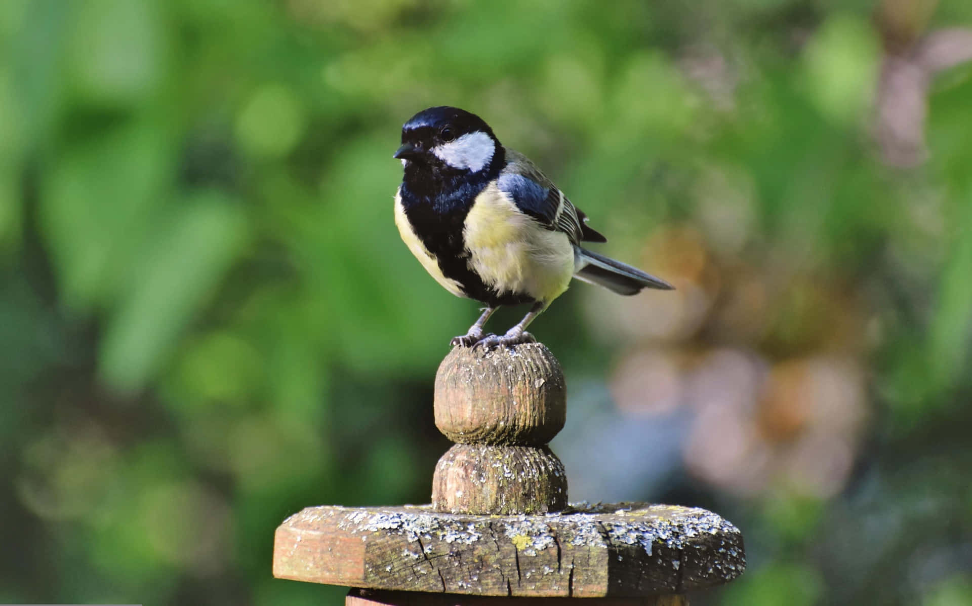 Great Tit Perchedon Wooden Post Background