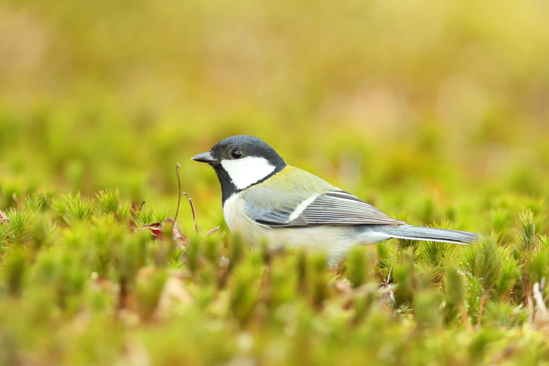 Great Titin Green Moss Background