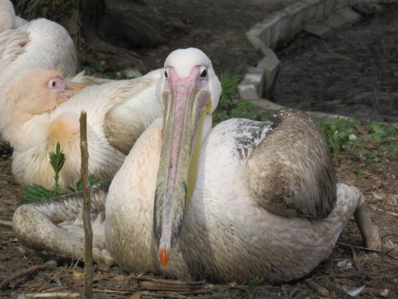 Great White Pelican Birds In Nature