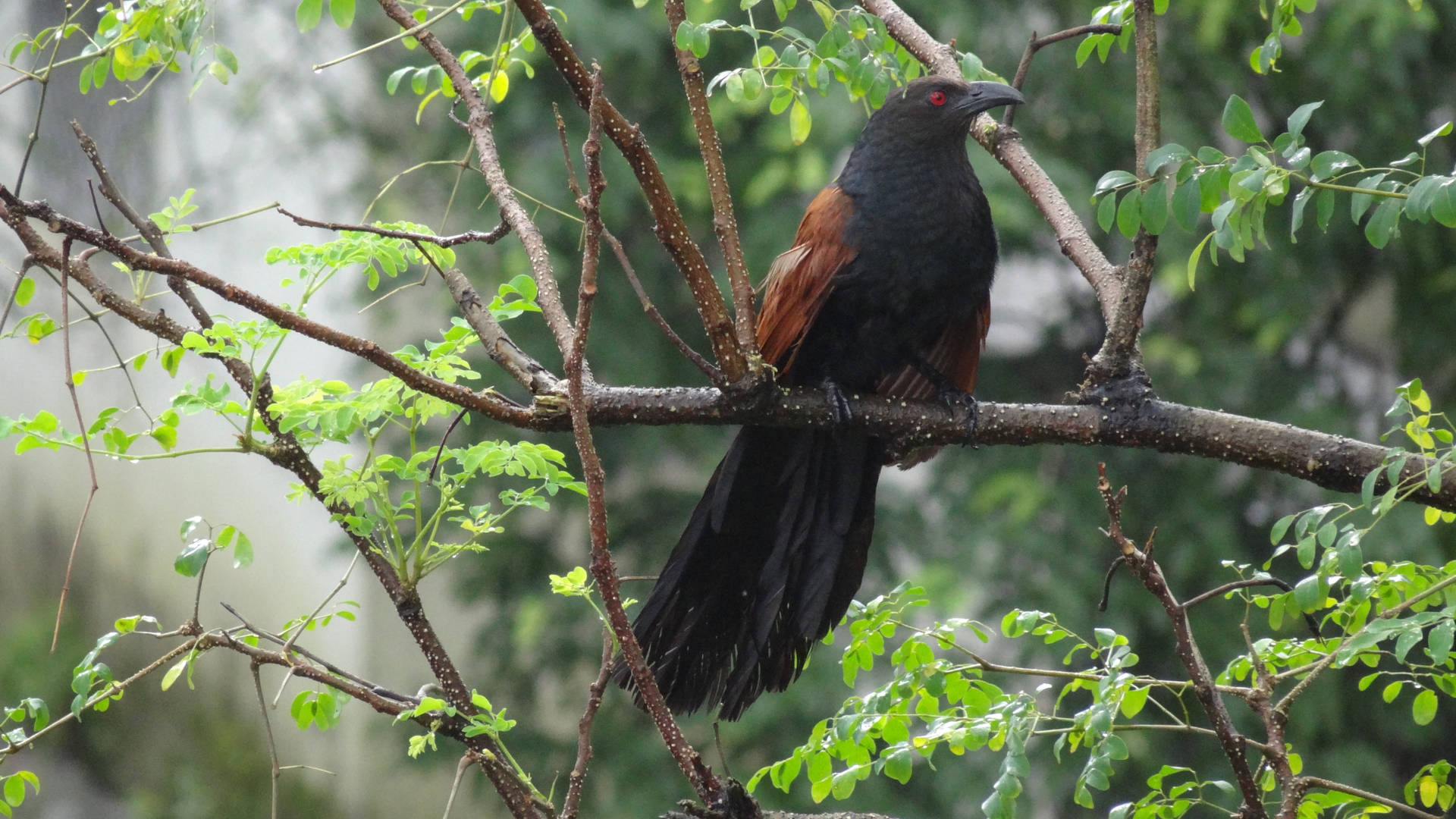 Greater Coucal Mumbai