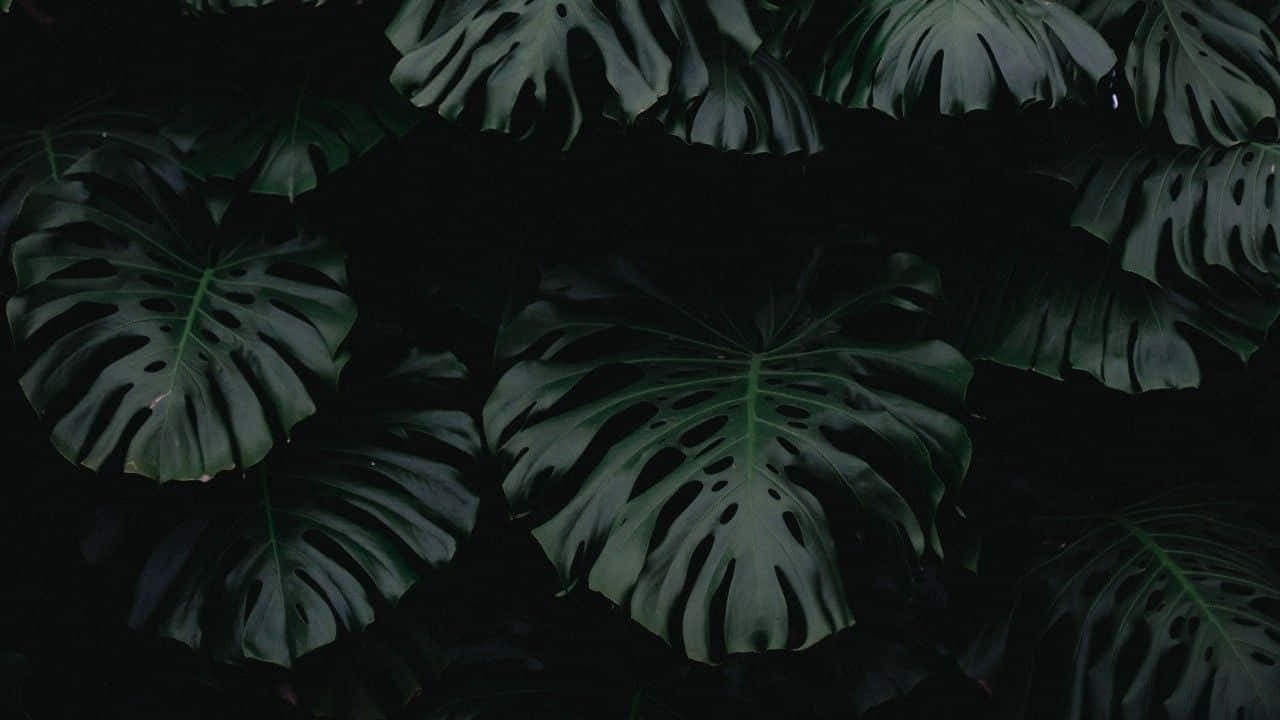 Green Aesthetic Desktop Plant Leaves