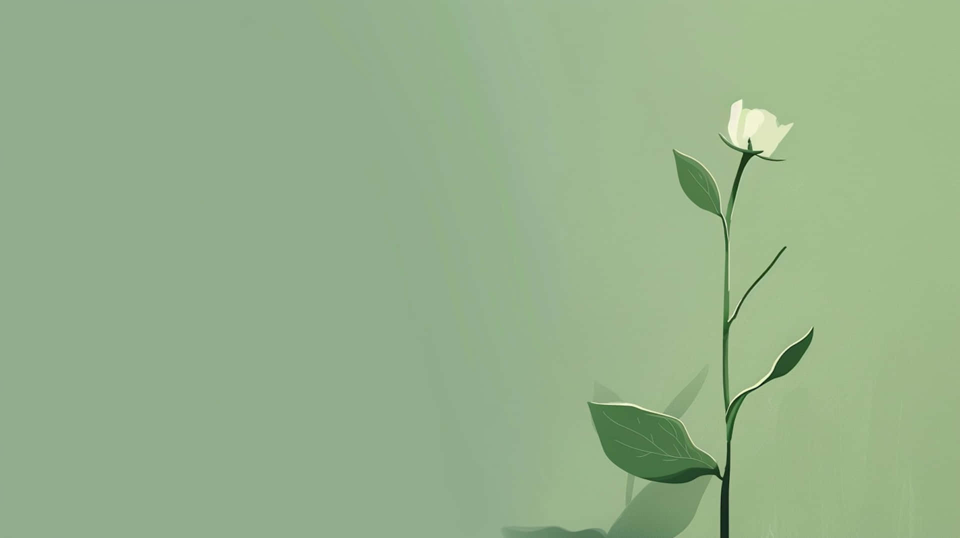 Green Aesthetic Floral Background Background