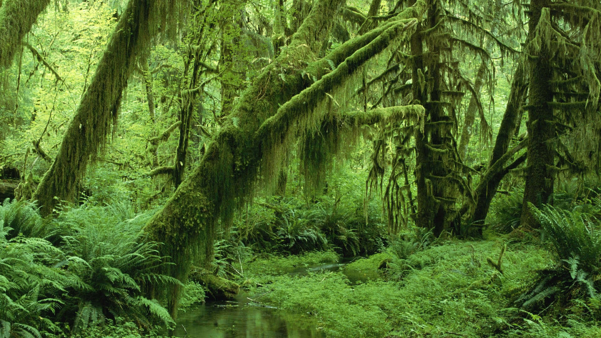 Green Aesthetic Mossy Jungle Desktop Background