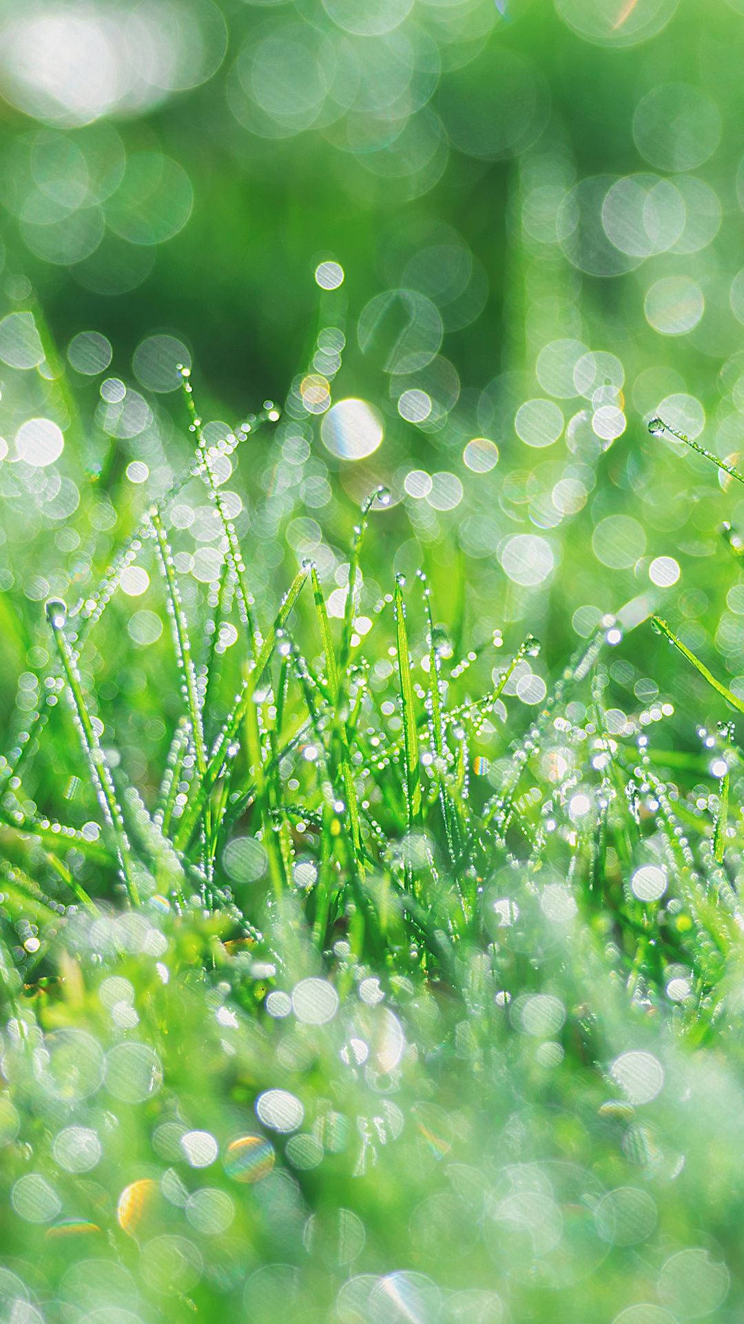 Green Aesthetic Tumblr Grass Dew Background