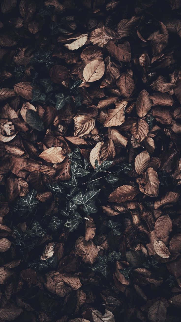 Green And Brown Dried Leaves For Dark Autumn Background
