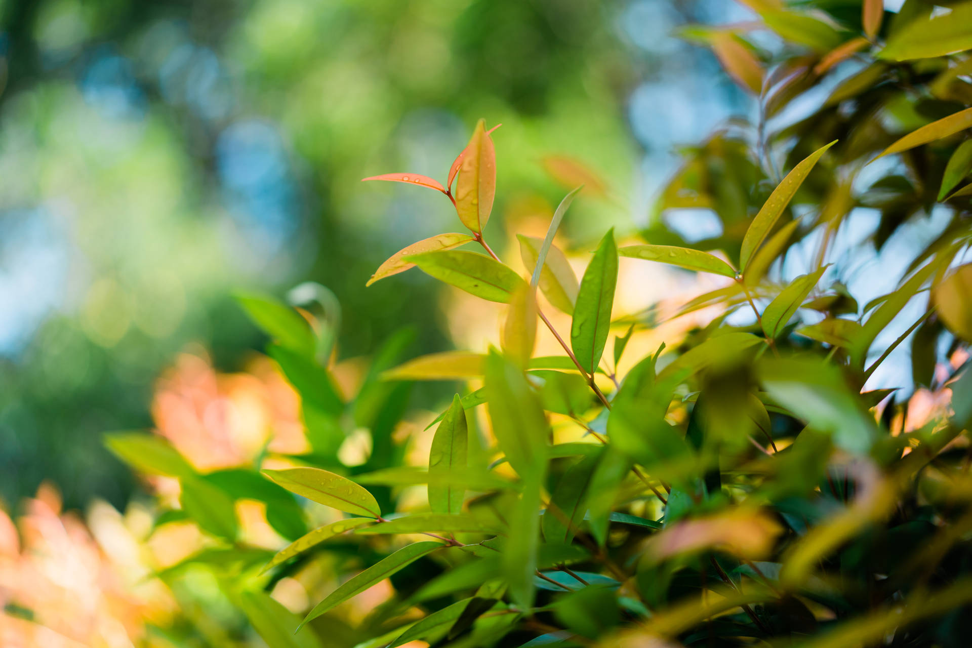 Green And Brown Leaves With Bokeh Effect Background