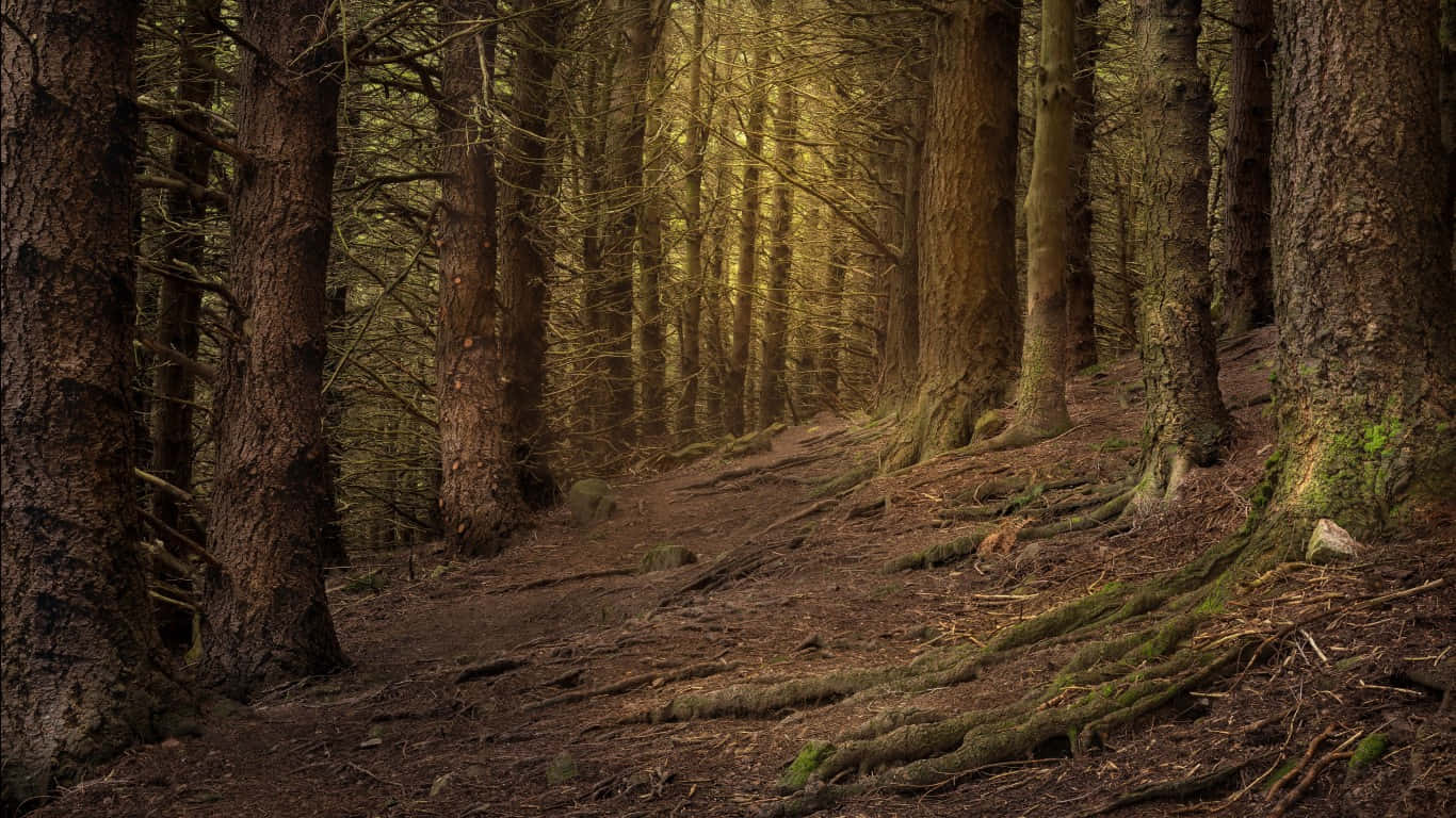 Green And Brown Wild Forest