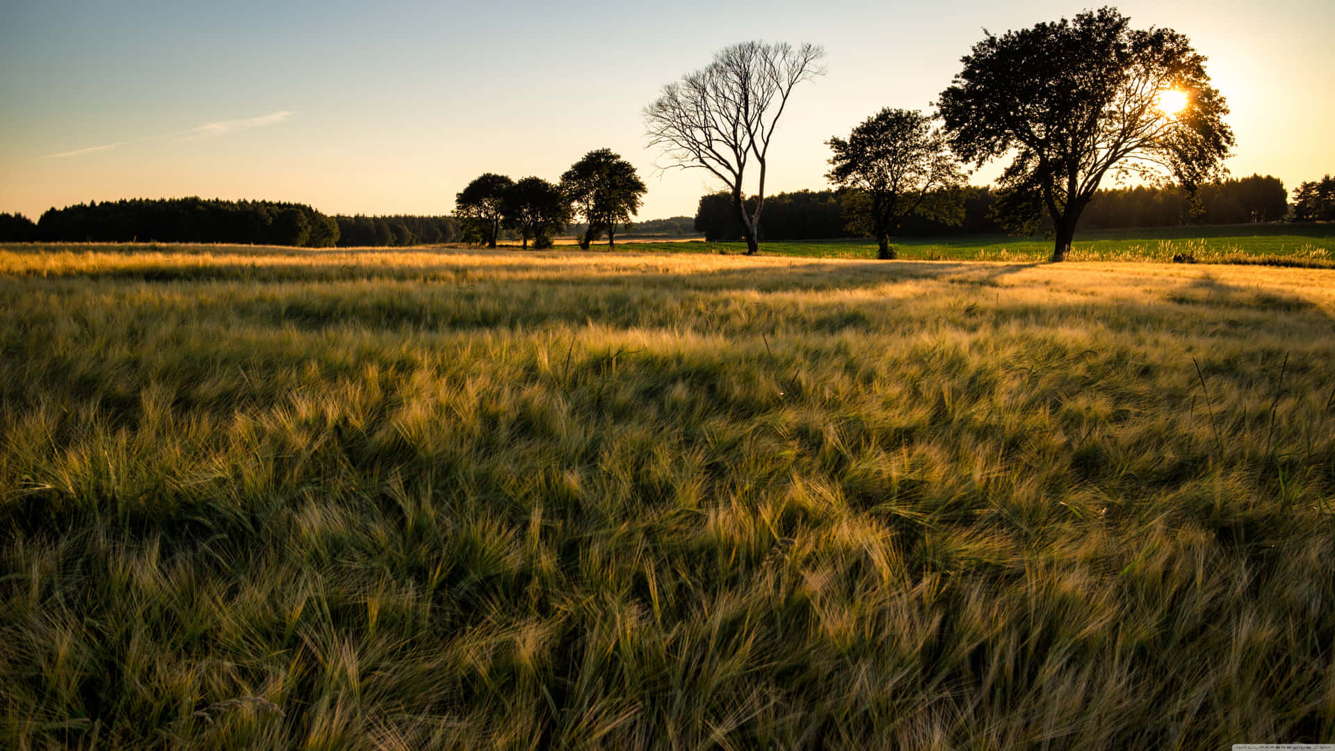 Green And Browngrass Field