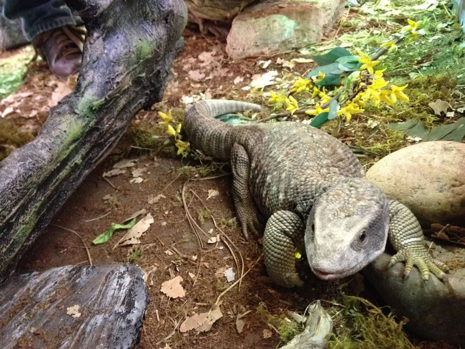 Green And Gray Savannah Monitor Lizard