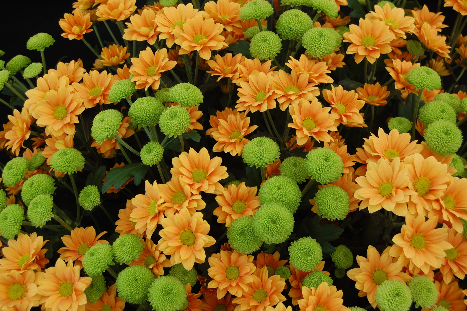 Green And Orange Chrysanthemums Background