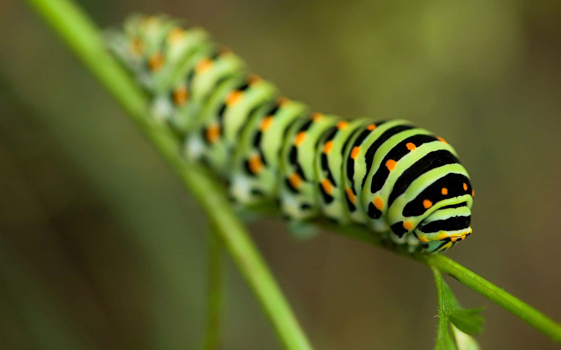 Green And Orange Insects Background