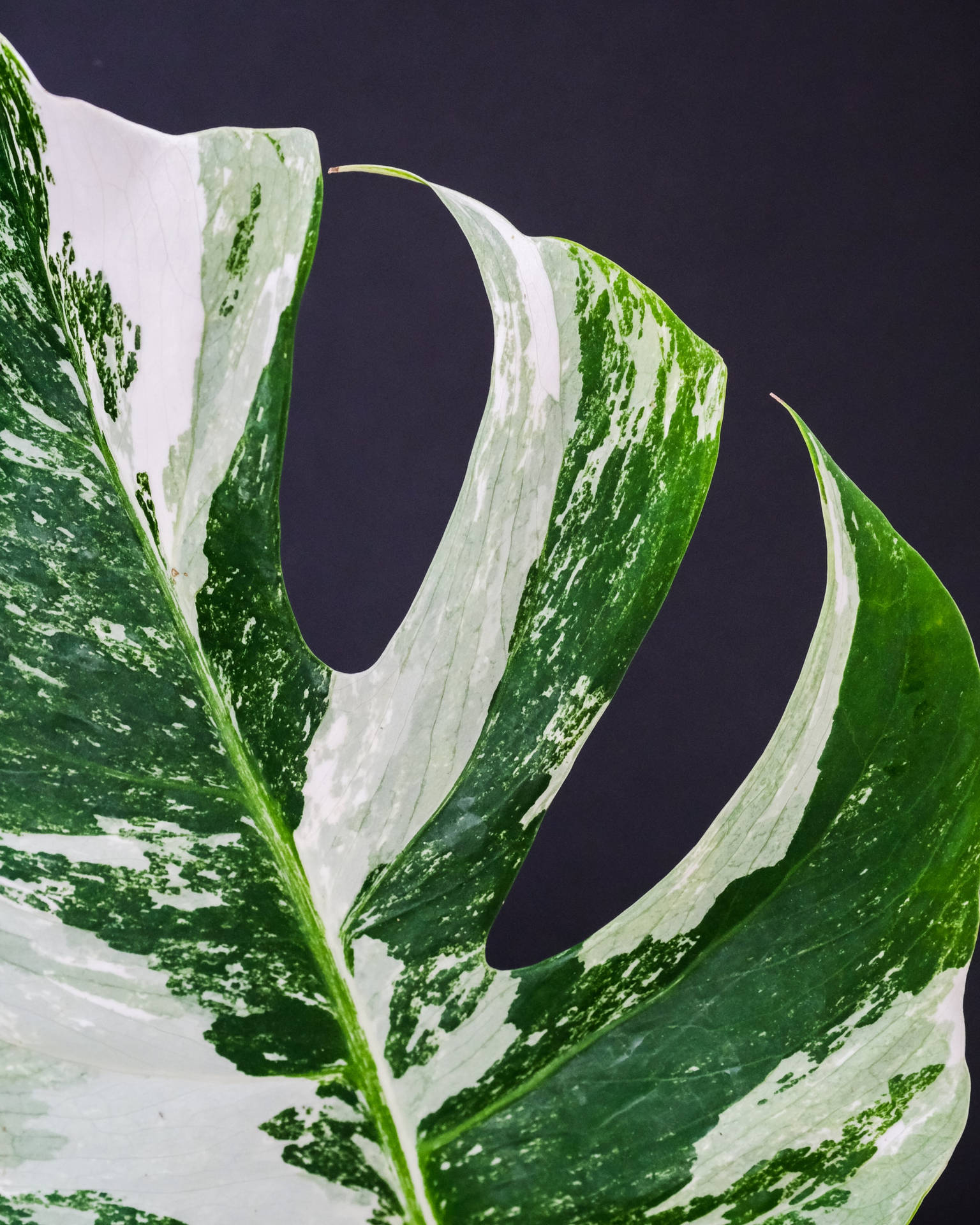Green And White Monstera Leaf Background