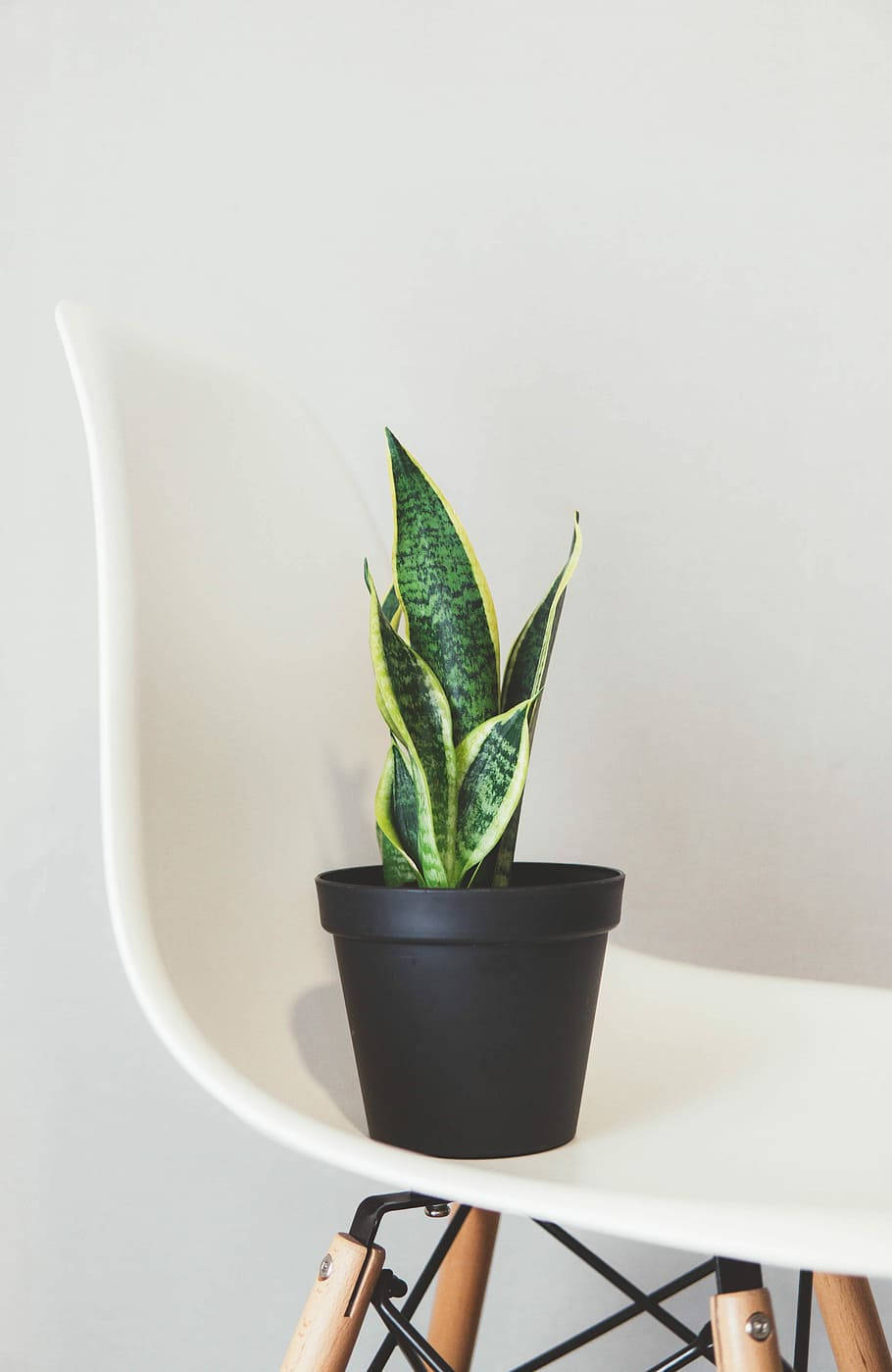 Green And White Serenity: Snake Plant Aesthetic