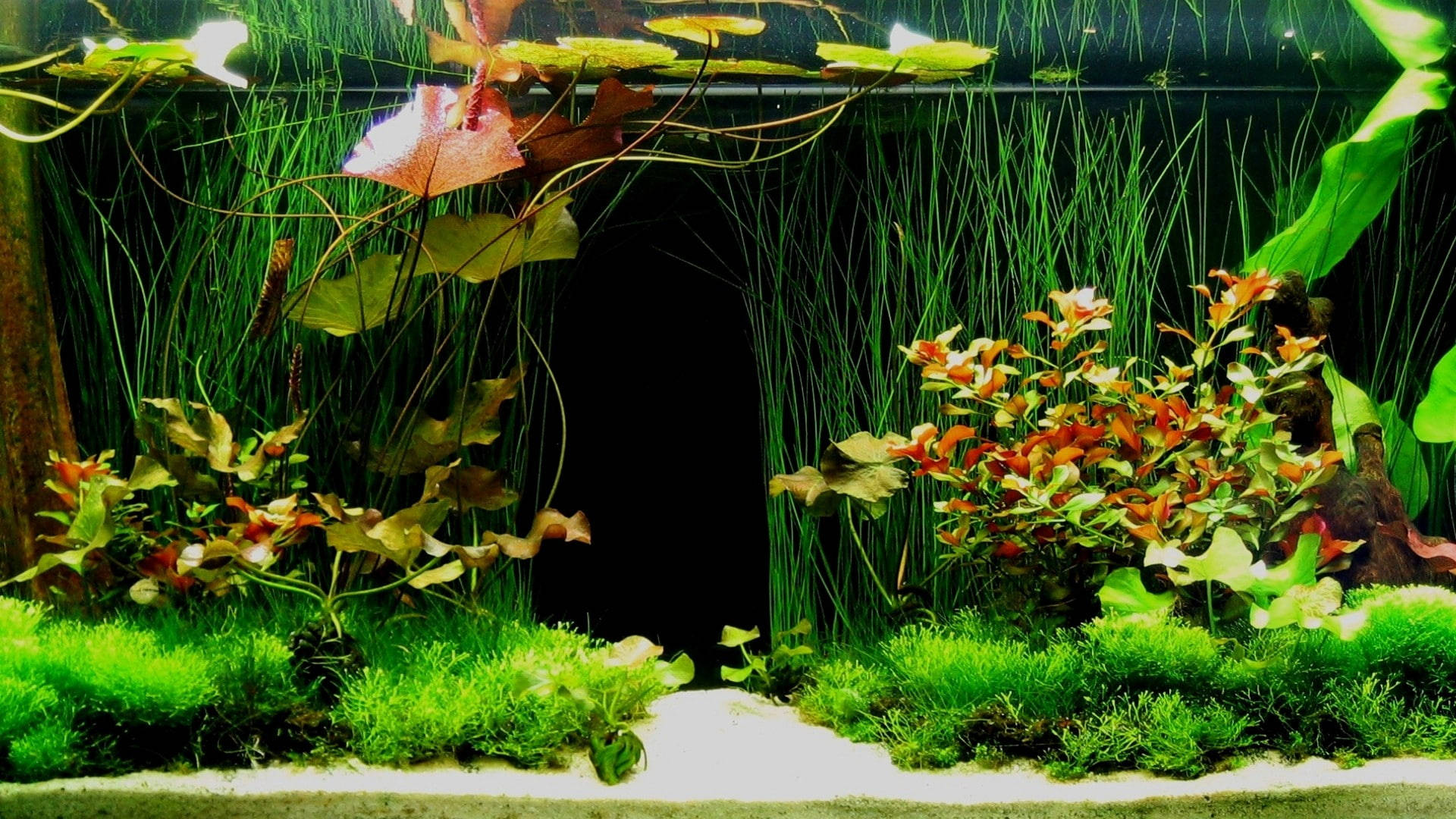 Green Aquarium Plants Background