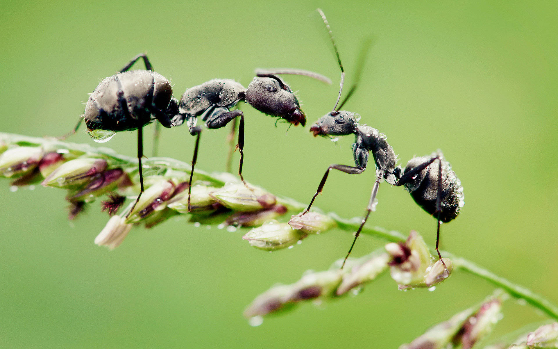 Green Background Ant Background