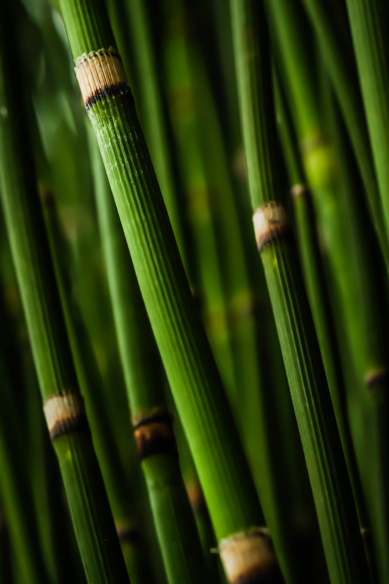 Green Bamboo Branch Background
