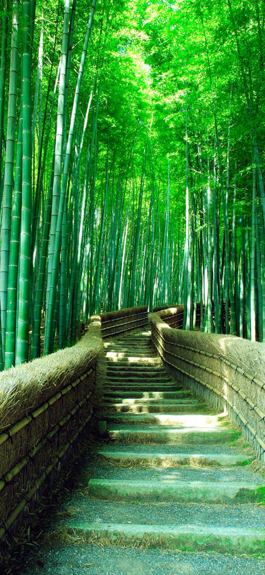 Green Bamboo Forest Iphone With Stairs