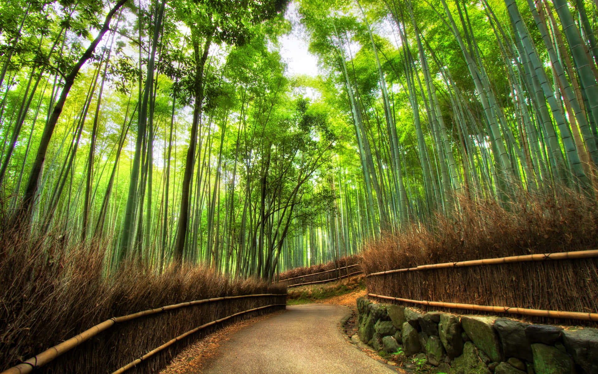Green Bamboo Forest Pathway