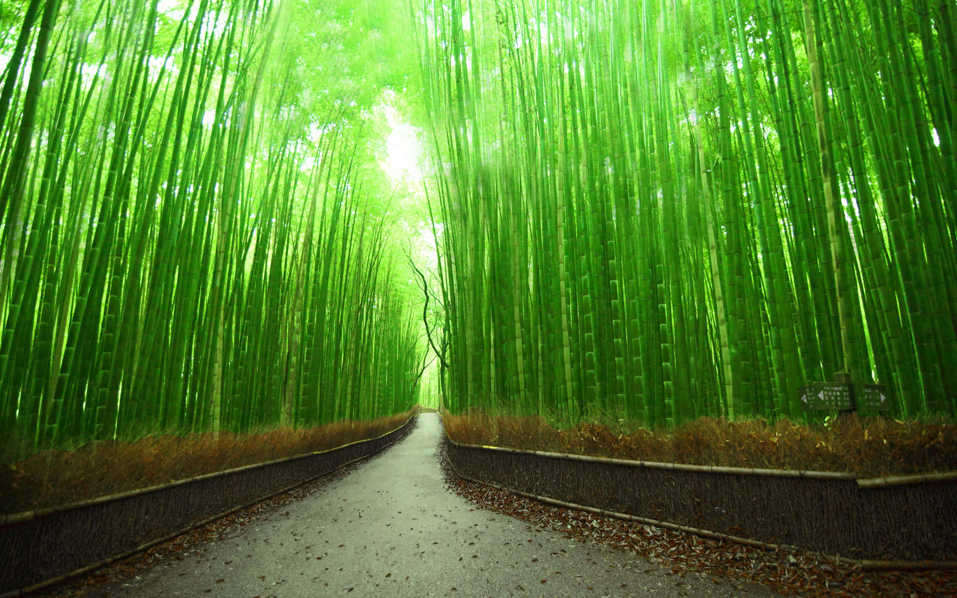 Green Bamboo Forest Background